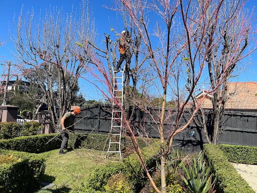 Harry's Yard: Tree Removal Services — Customer photo