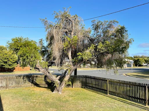 Woody's Tree Services — Customer photo