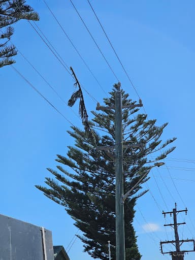 Bohmer's Tree Care — Customer photo