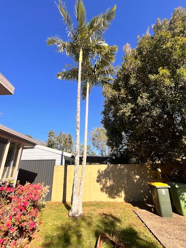 Advanced Tree Surgery Sunshine Coast — Customer photo