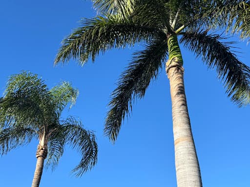 Tree Lopping Gold Coast — Customer photo