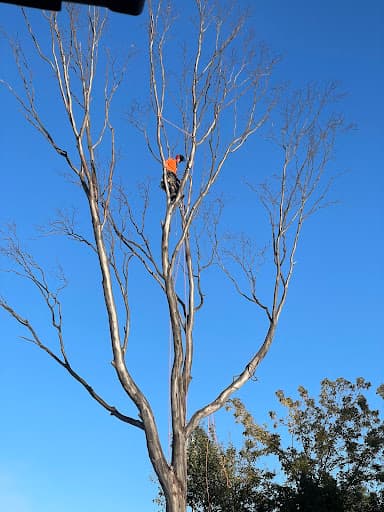 Treetops Tree Services — Customer photo