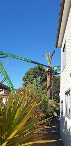Trees Down Under — Customer photo