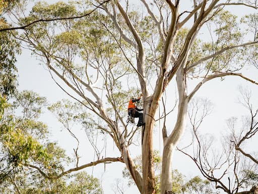 Illawarra Arborist - Tree Services — Customer photo