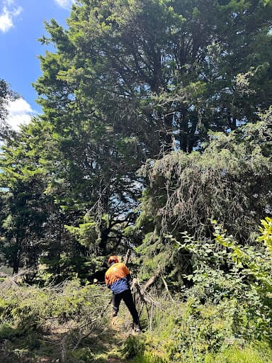 Harry's Yard: Tree Removal Services — Customer photo