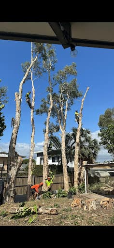 Viking Tree Care Arborist Gold Coast — Customer photo