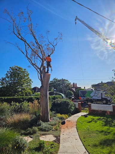Forest Tree Service — Customer photo