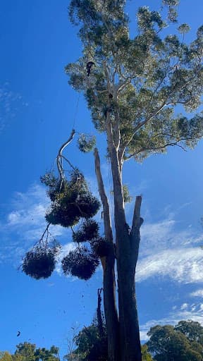 Your Local Arborist — Customer photo