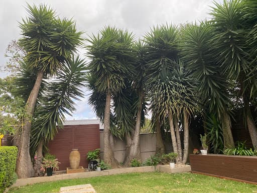 Harry's Yard: Tree Removal Services — Customer photo
