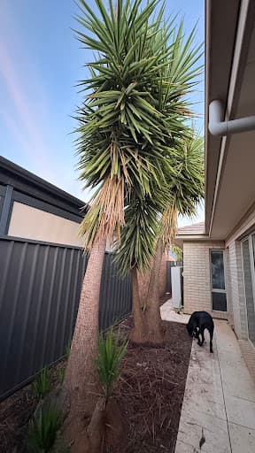 Northern Tree Services🌳🌴🌲 — Customer photo