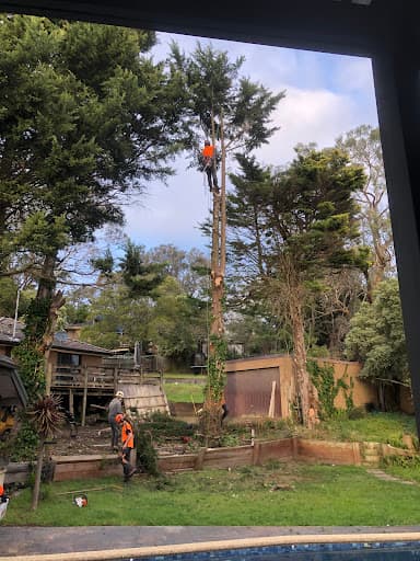 Treelife — Customer photo