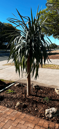 Horizon Tree Service — Customer photo