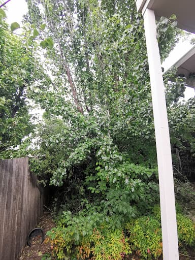 Arborista Trees — Customer photo