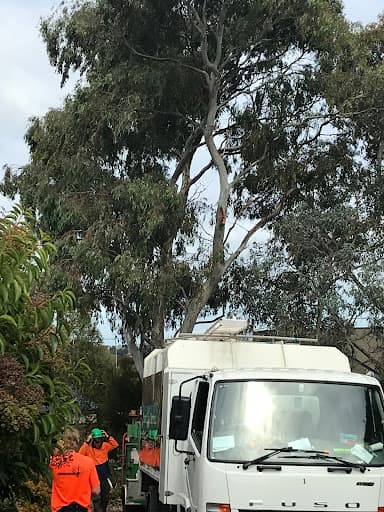 Trav's Tree Services — Customer photo