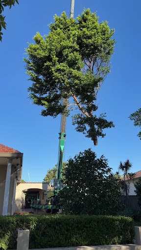 Arborist Cut Tree Services — Customer photo