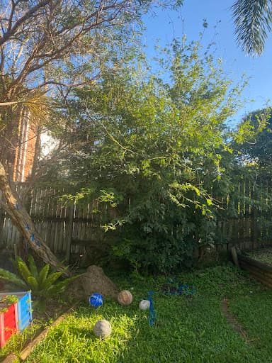 Mint Tree Services — Customer photo