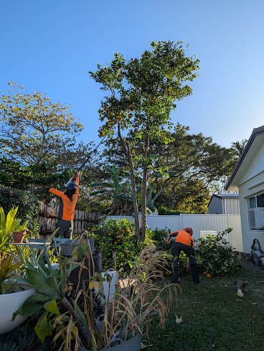Branching Out Tree Specialists — Customer photo