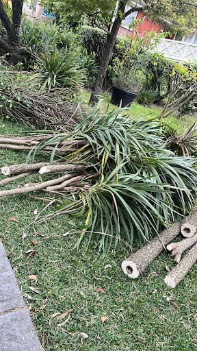 Trees Down Under — Customer photo