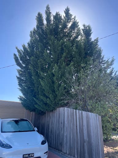 Terrific Trees — Customer photo