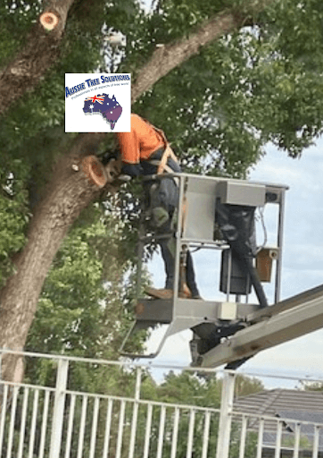 Aussie Tree Solutions — Customer photo