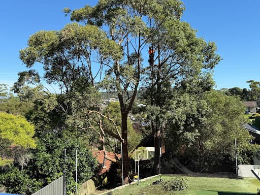 Urban Tree Solutions — Customer photo