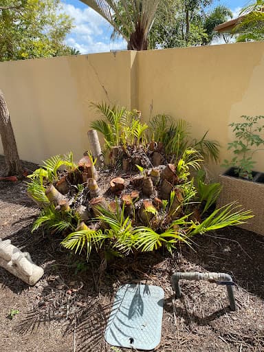 Stump Grinding Gold Coast — Customer photo