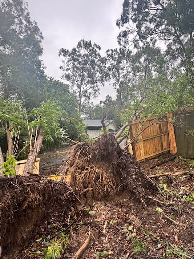 Mint Tree Services — Customer photo