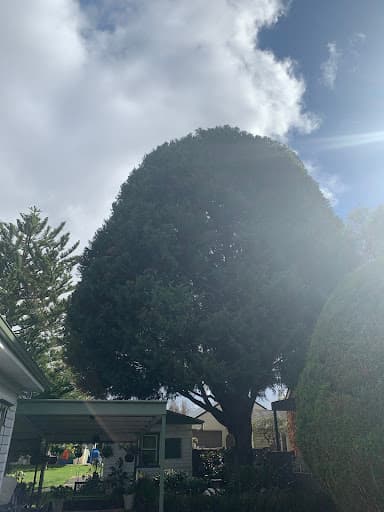 Alpine Tree Management — Customer photo
