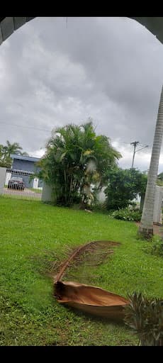 Cairns Tree Care - Tree Lopping and Tree Removals — Customer photo