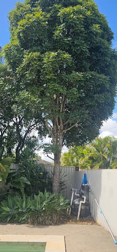 Viking Tree Care Arborist Gold Coast — Customer photo