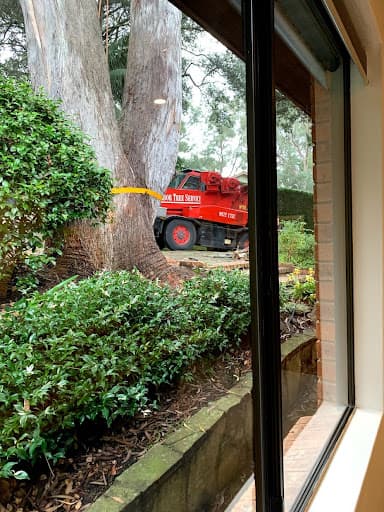A & A Arbor Tree Service — Customer photo