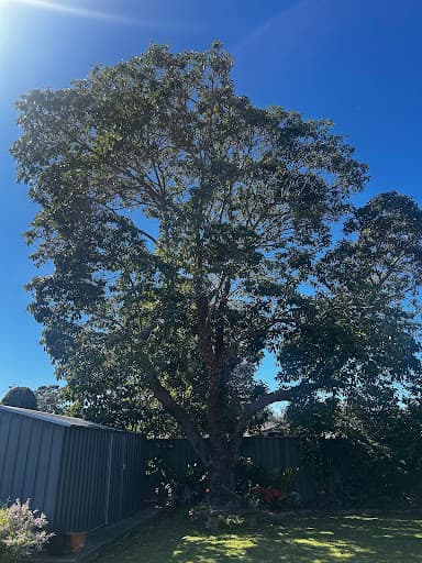 True Blue Tree Lopping — Customer photo