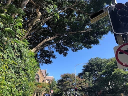 River City Trees — Customer photo