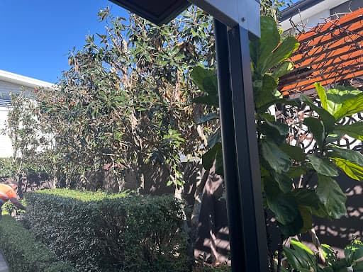 Tree Lopping Gold Coast — Customer photo