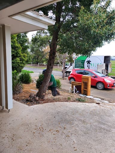 Major Tree Services — Customer photo