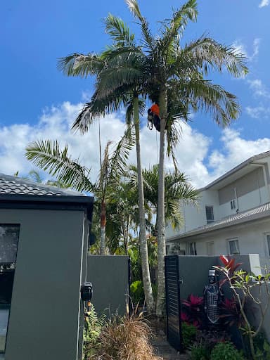 Branch Manager Tree Services — Customer photo