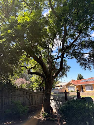 Trojan Trees — Customer photo