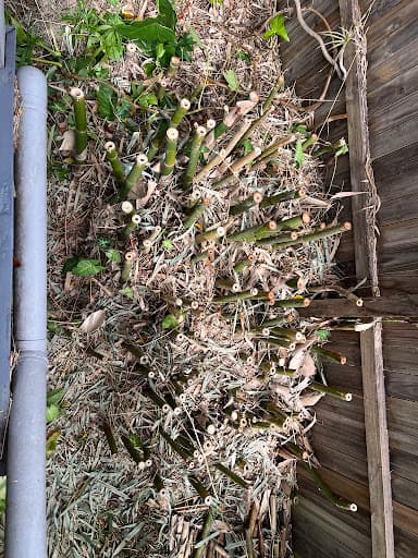Rapid Stump Grinding — Customer photo