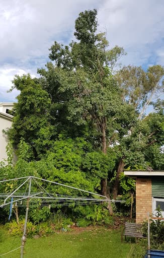 Brisbane Trees and Gardens — Customer photo