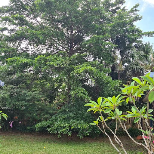 Cairns Tree Care - Tree Lopping and Tree Removals — Customer photo