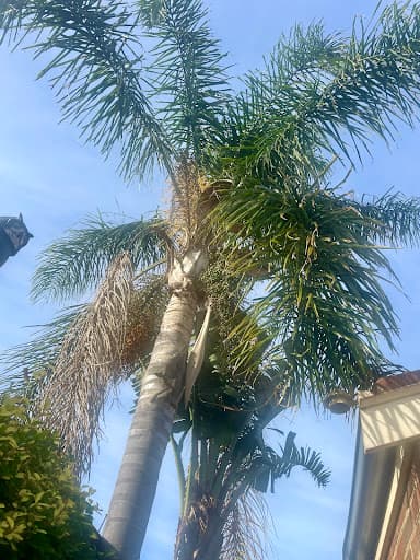 Taylors Trees — Customer photo