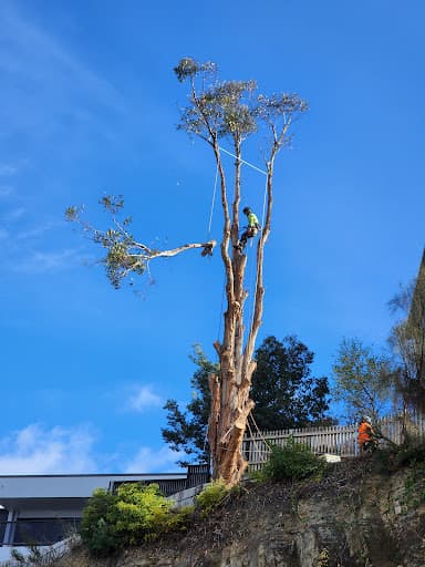 Trees R Us Tasmania — Customer photo