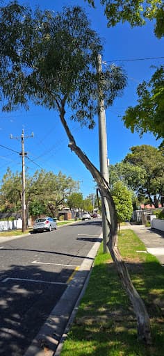 Future Tree Health — Customer photo