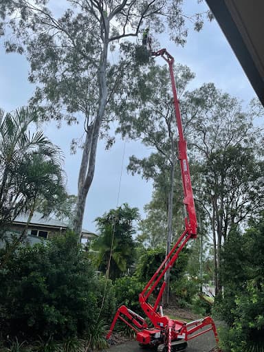 River City Trees — Customer photo