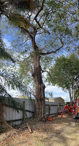 River City Trees — Customer photo