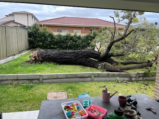 Your Local Arborist — Customer photo