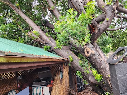 True Blue Tree Lopping — Customer photo
