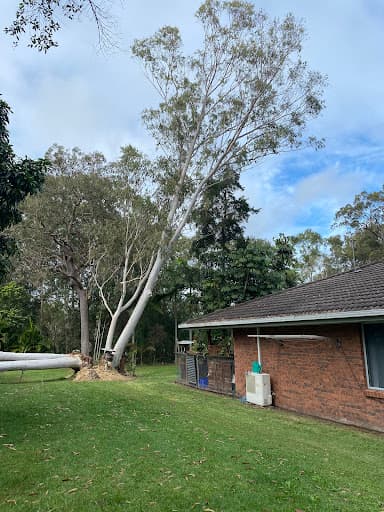 Diamond Tree Services — Customer photo