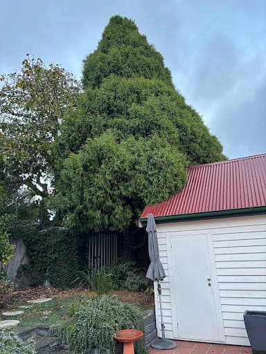 Trees R Us Tasmania — Customer photo