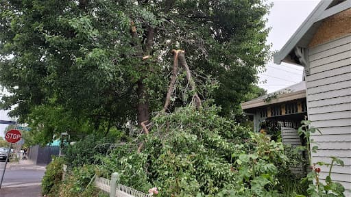 Taylors Trees — Customer photo